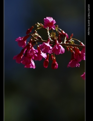 玉山之櫻花，山景，雲湧和永恆的見證