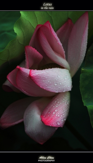 沐雨拍荷 濕意盎然