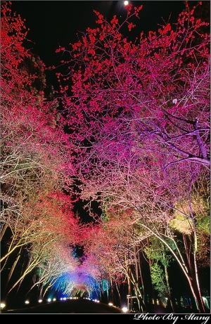 夜之櫻、櫻之宴 By 阿湯