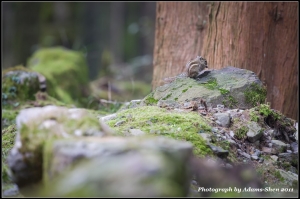 條紋松＠毒魔兔