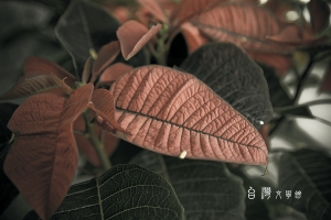 濃厚古味...文學館