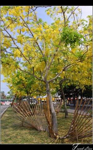 阿勃勒