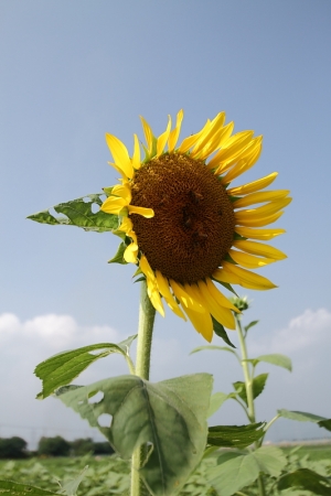 青翠園有機農場向日葵花田