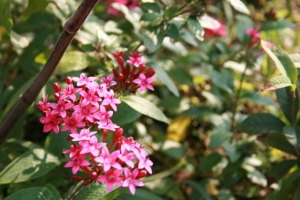 今天天氣好趕緊試拍花卉類