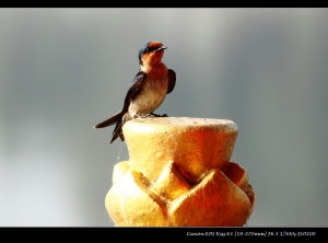 與燕子的親密接觸~
