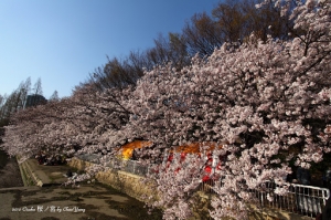 花見幸福御守-四月的日本很粉紅 day 1 櫻之宮