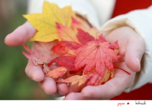 北海道的   秋   多图