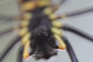 [新百微+接寫+2x]拍蜘蛛吃蒼蠅....小孩及飯前後勿看!!