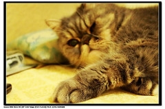 新相機馬上來拍一下貓咪