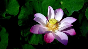手機拍花 3