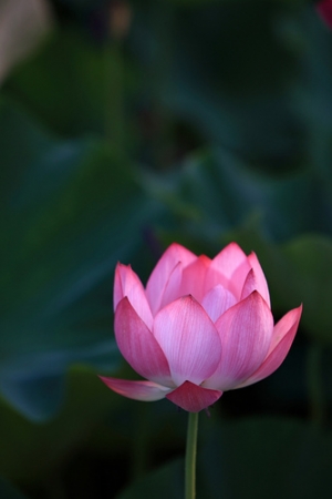 今夏 中興新村 荷花