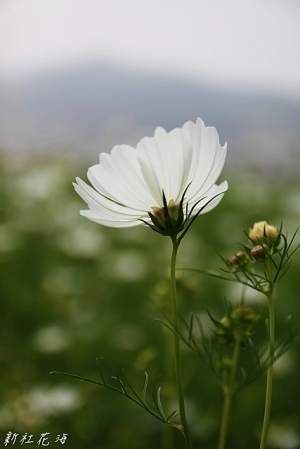 2010 新社花海節 ^ ^