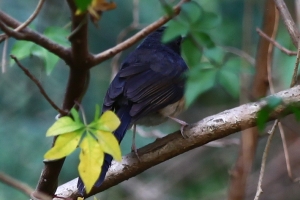 賣幅連抖，戒菸吧！~~手不抖慢快門測試