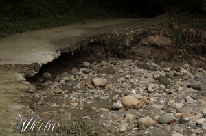 風災後的龍過脈生態-0805