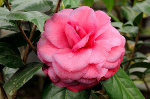 花海落幕了，賞茶花吧~貳