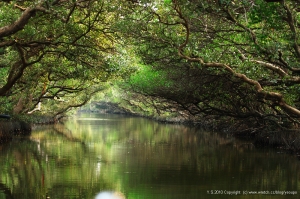 高雄某不知名地方=台江生態保護區 已有版友解答