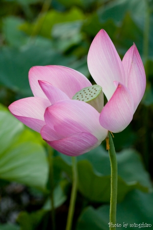 2012-07-01 觀音蓮園一張流