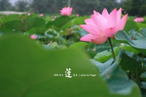 出淤泥而不染。白河拍蓮花