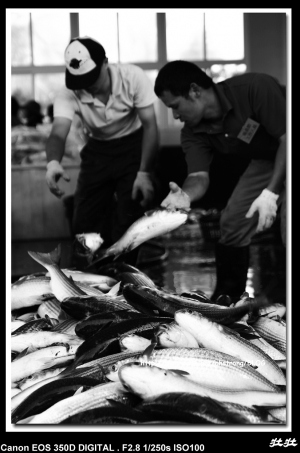 竹北 烏魚季