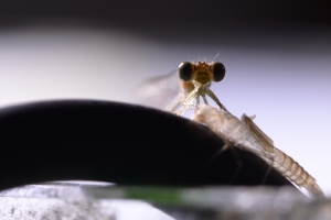 新生的青紋細蟌