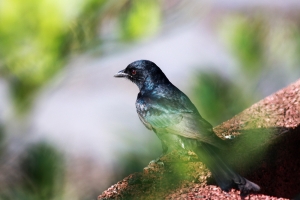 鳥種紀錄""大捲尾""