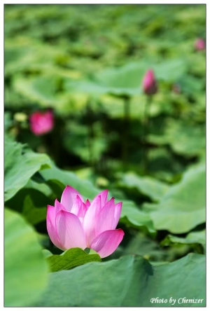蓮花?荷花?傻傻分不清楚...