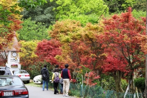 台北奧萬大 - 繽紛黃綠紅