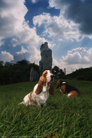 + Basset Hound +