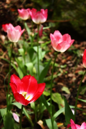 桃源仙谷 加 北橫羅浮橋 (1)