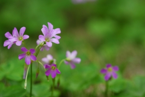 小小花