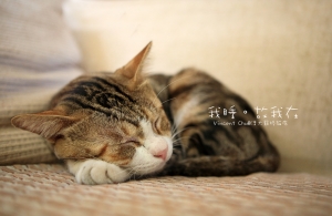 (chujy) 貓又來了