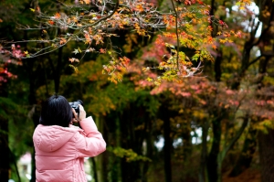 也來湊熱鬧~福壽山 追楓