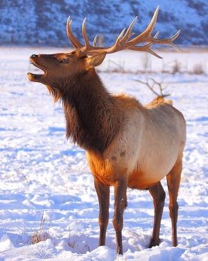 National Elk Refuge (國家大角鹿保護區)