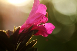 百八微隨拍 (Tamron 180mm/f3.5)