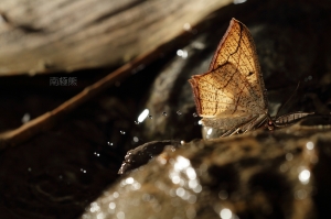 迷人的生態 南極熊的生態記58