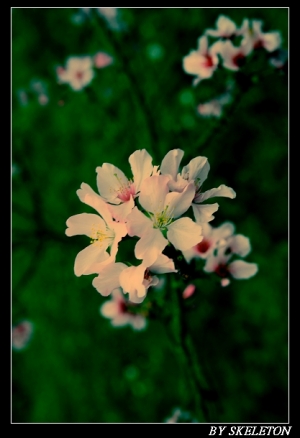 櫻花之美