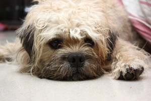 以寵物的視角來拍寵物