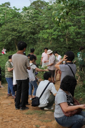 為什麼要把桐花採回家呢?