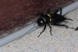 入侵我家的異形