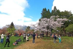 2011 阿里山櫻遊季 (萌)&nbsp;&nbsp;多圖