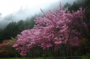 武陵櫻花開