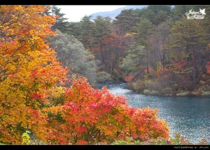 我在五色沼拍到楓了