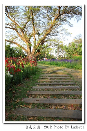 luderca的旅遊玩樂日記Part VII:台南市-台南公園(南洋櫻)