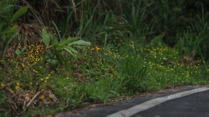 第一次拍火金姑