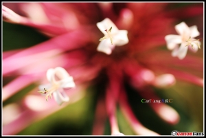 [5D+SD14]紅花與綠葉