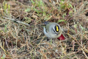 該我來貼貼紐約普鳥了-----Ryan83