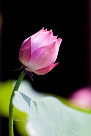 花間集