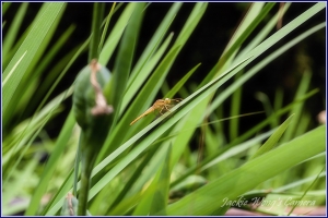 杰克的蜻蜓微距習作