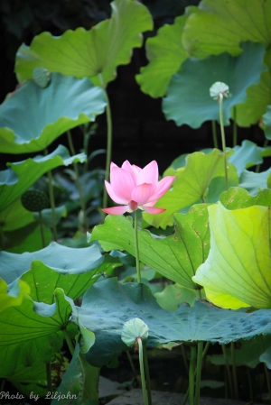 早晨之荷