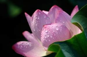 興荷葉雨(1) - 雜工